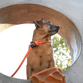 GODDOG retriever nyakörv választott színben