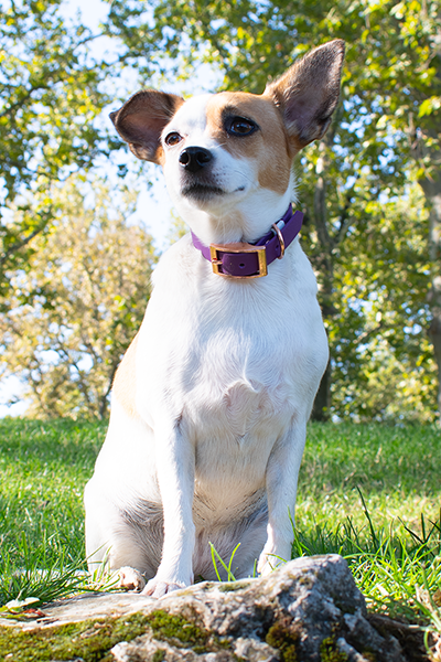 GODDOG heveder nyakörv S méret