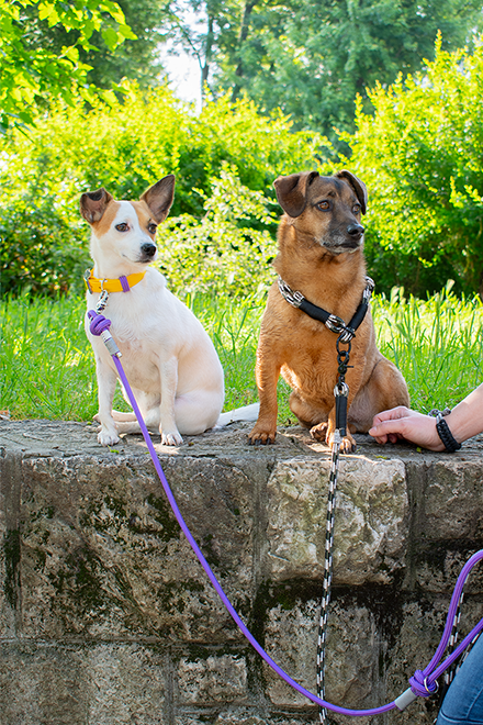 GODDOG felsterelés szettek egymáshoz illeszkedő színekkel