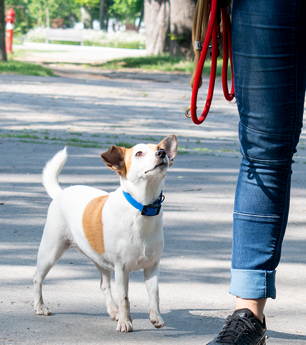 gyedi összeállítású nyakörv és póráz