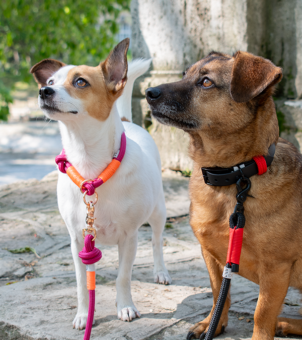 GODDOG kutyás szettek egyedi kialakítással